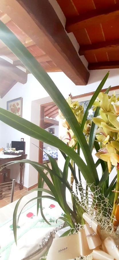 Mansarda Degli Ulivi Apartman Rigomagno Kültér fotó